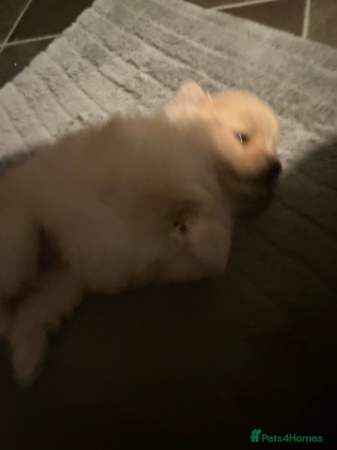 Pomeranian dogs for sale: Two Male Pomeranian’s!  - Advert 24