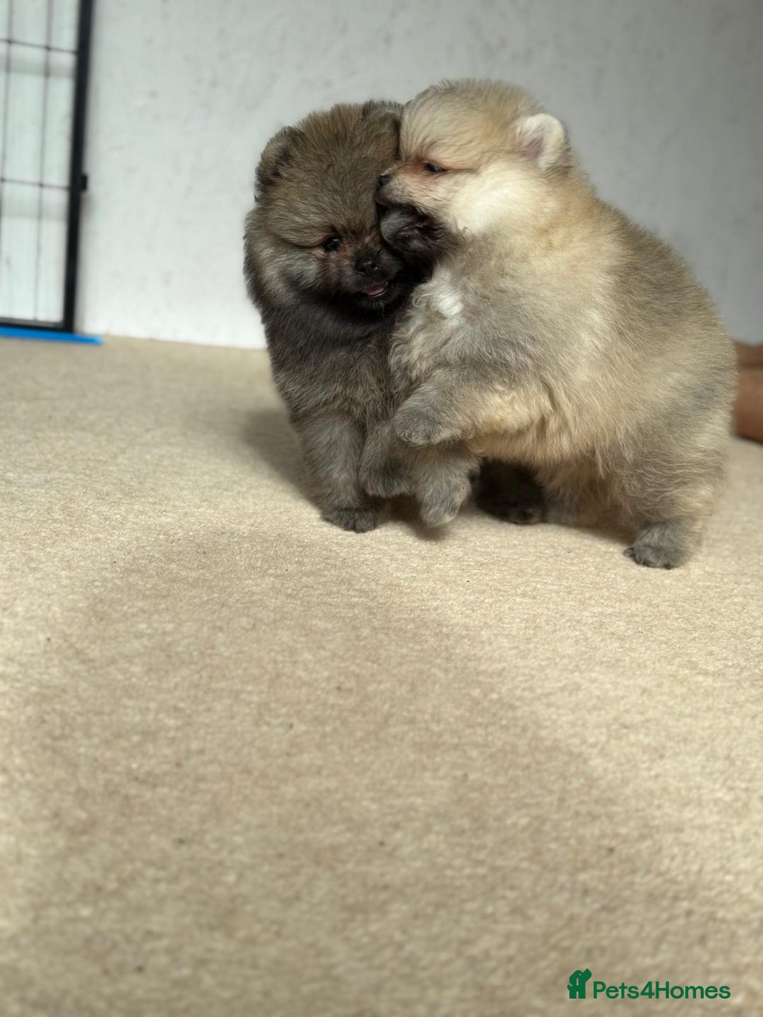 Pomeranian dogs for sale: Teddy Face Pomeranian Champion European Bloodline  - Image 7