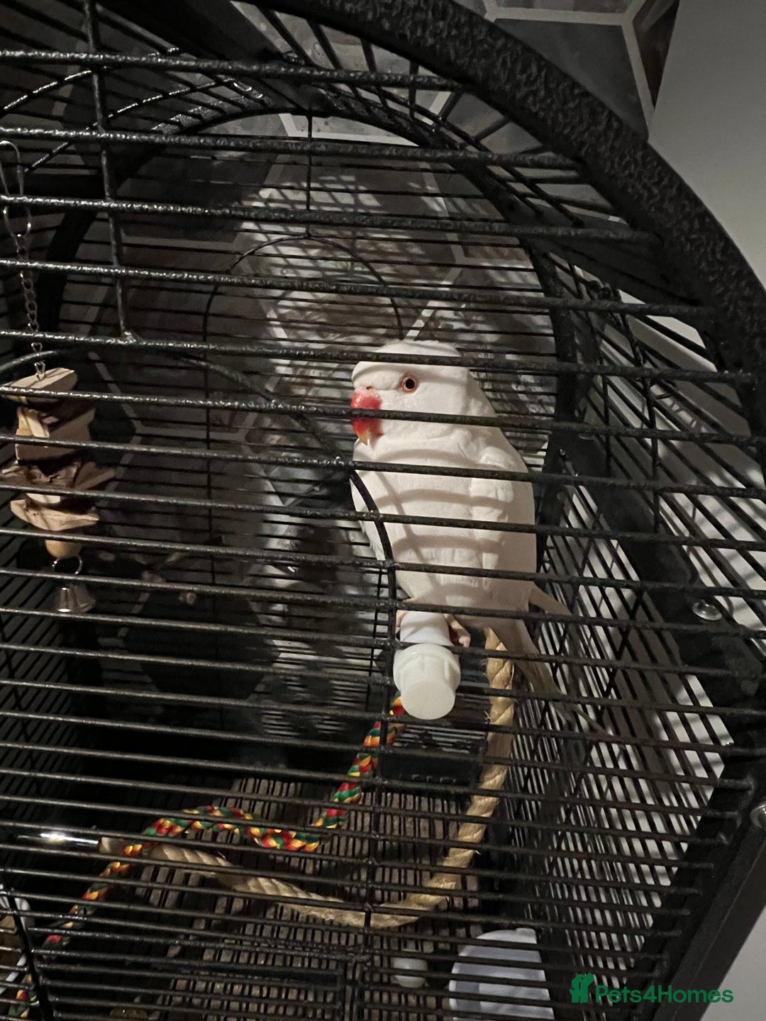 Ringnecks birds for sale: White Tamed Ringneck Parrot  - Advert 1