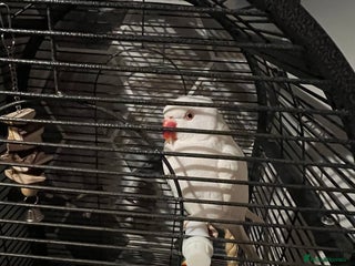 Ringnecks birds White Tamed Ringneck Parrot - Advert 2