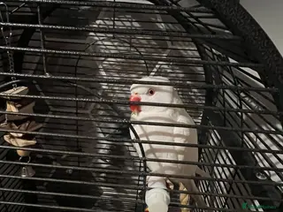 Ringnecks birds White Tamed Ringneck Parrot - Advert 5