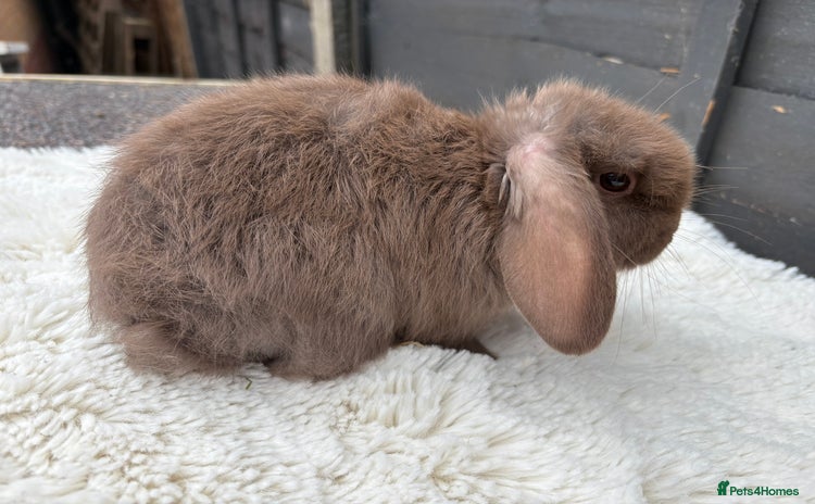 Mini Lop rabbits - Advert 3