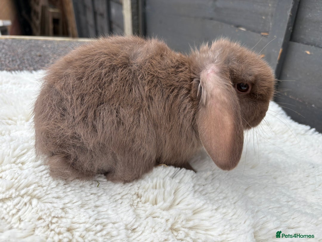 Mini Lop rabbits for sale: 🤎Chocolate Boy Mini Lop Ready to Leave 🤎 - Image 1