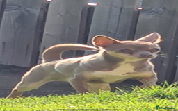 Chihuahua dogs for sale: Chihuahua puppy’s blue and lilicas  - Image 5