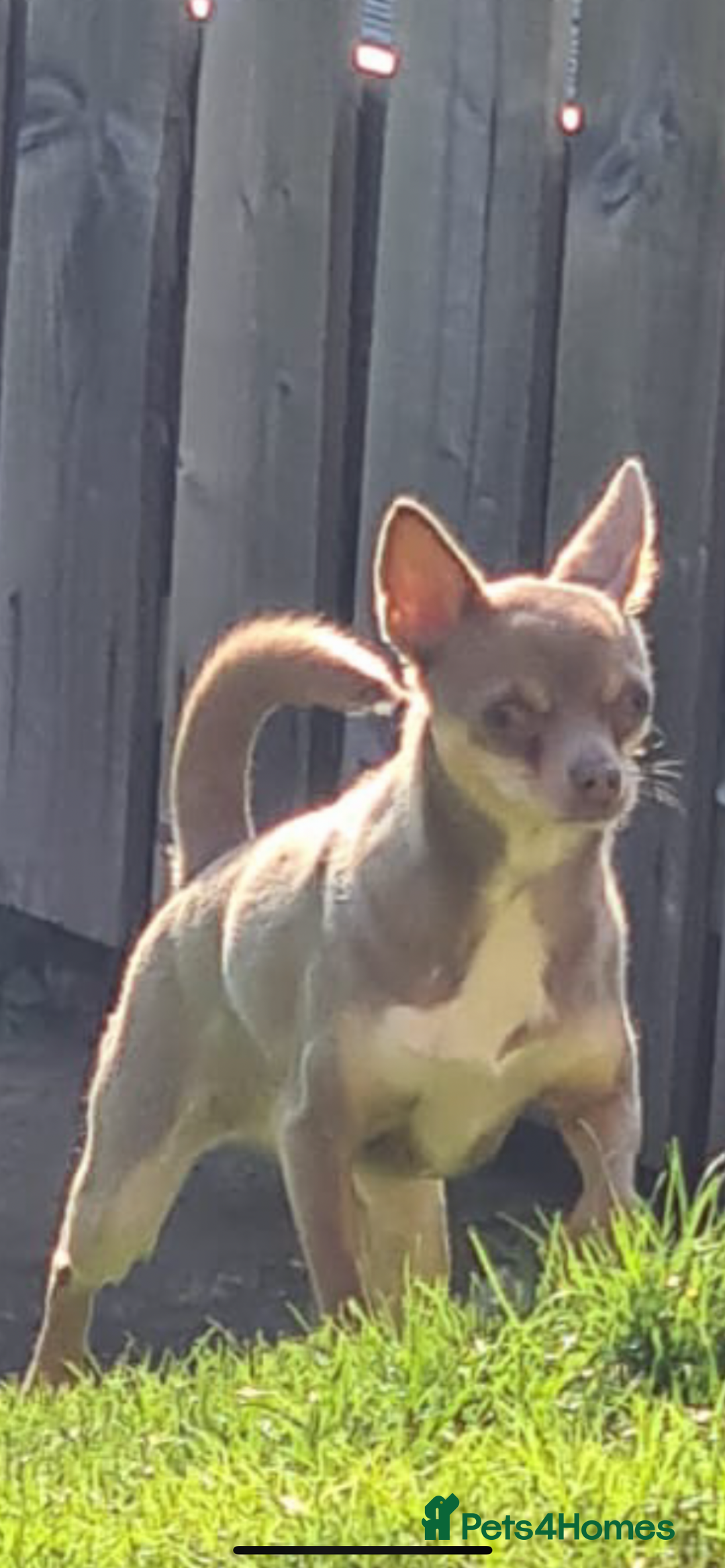 Chihuahua dogs for sale: Chihuahua puppy’s blue and lilicas  - Image 5