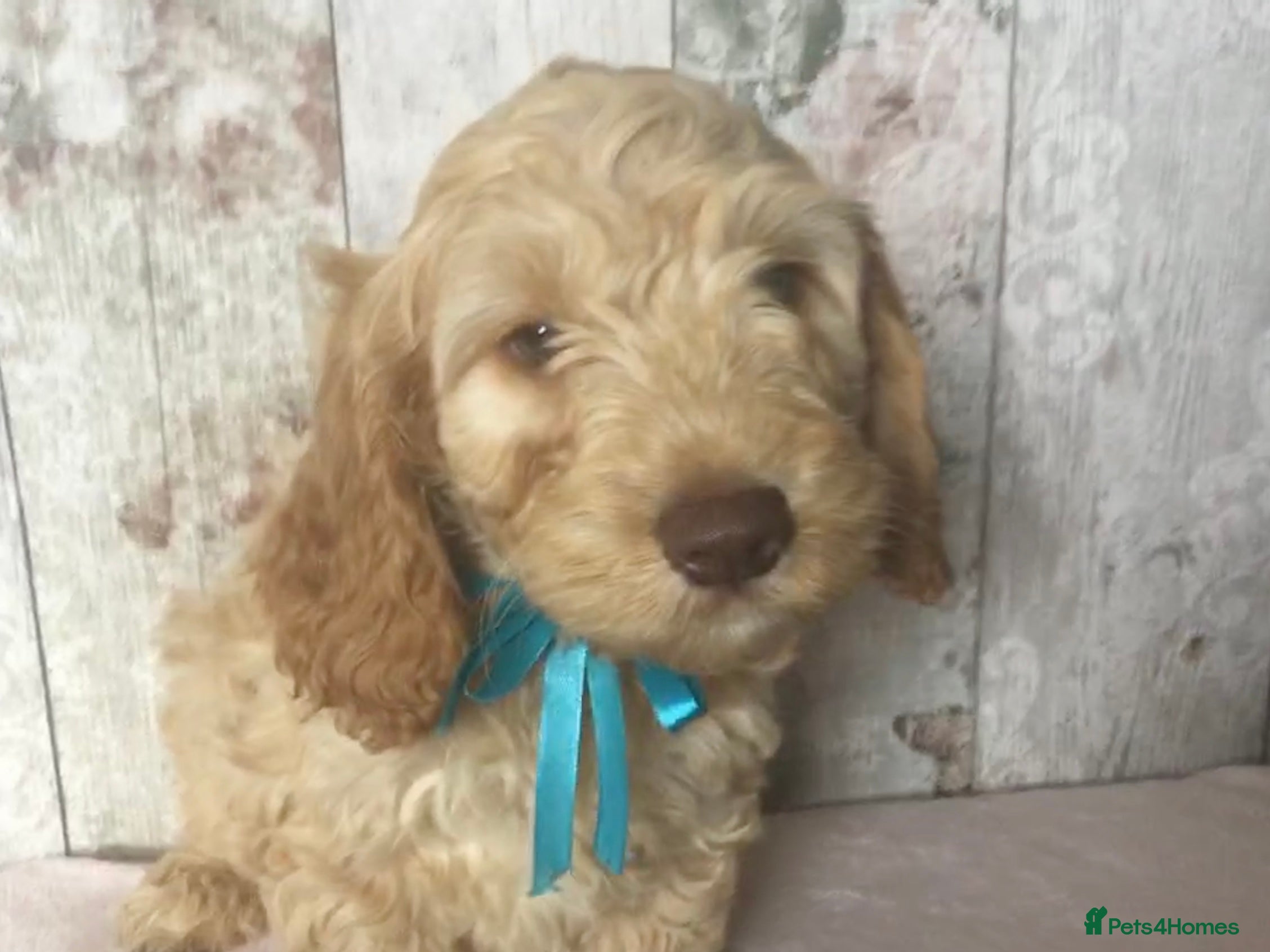 Mixed Breed dogs for sale: Mini Doodle x Cocker pups - Advert 12