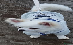 Chihuahua dogs for stud: Stud long haired white Chihuahua  in Coatbridge - Image 2