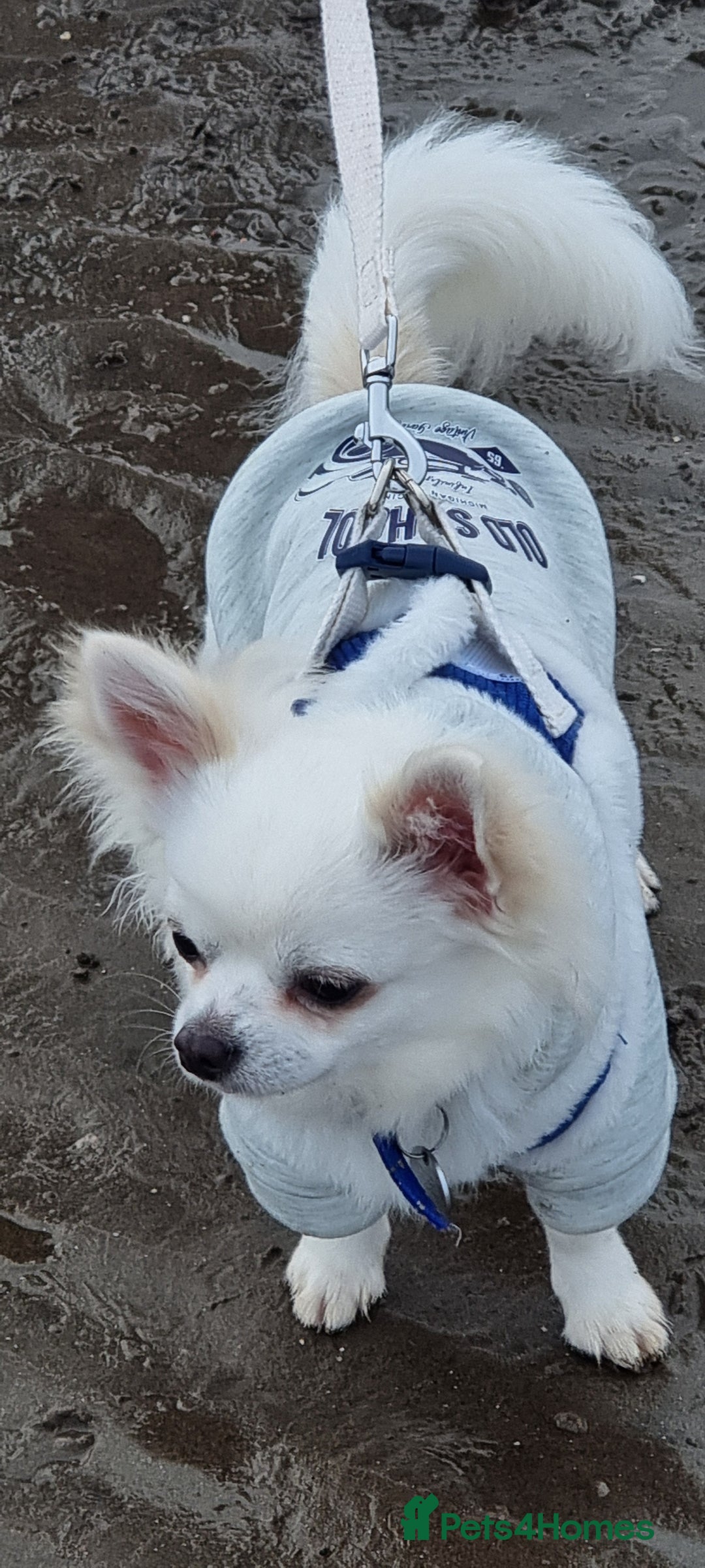 Chihuahua dogs for stud: Stud long haired white Chihuahua  in Coatbridge - Image 2