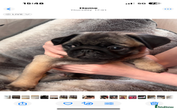 Pug dogs for sale: Puppies - Image 2