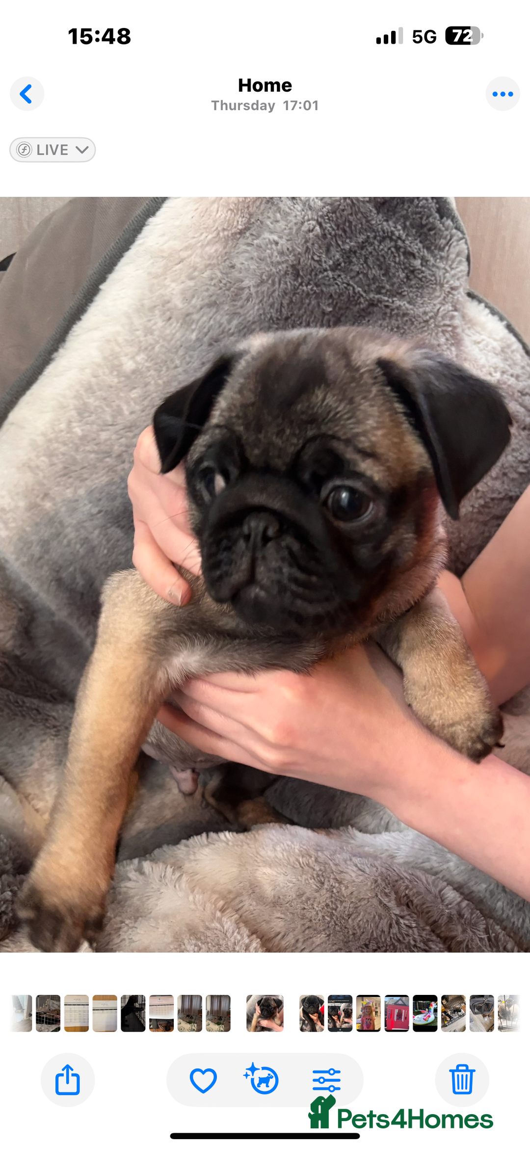 Pug dogs for sale: Puppies - Image 2