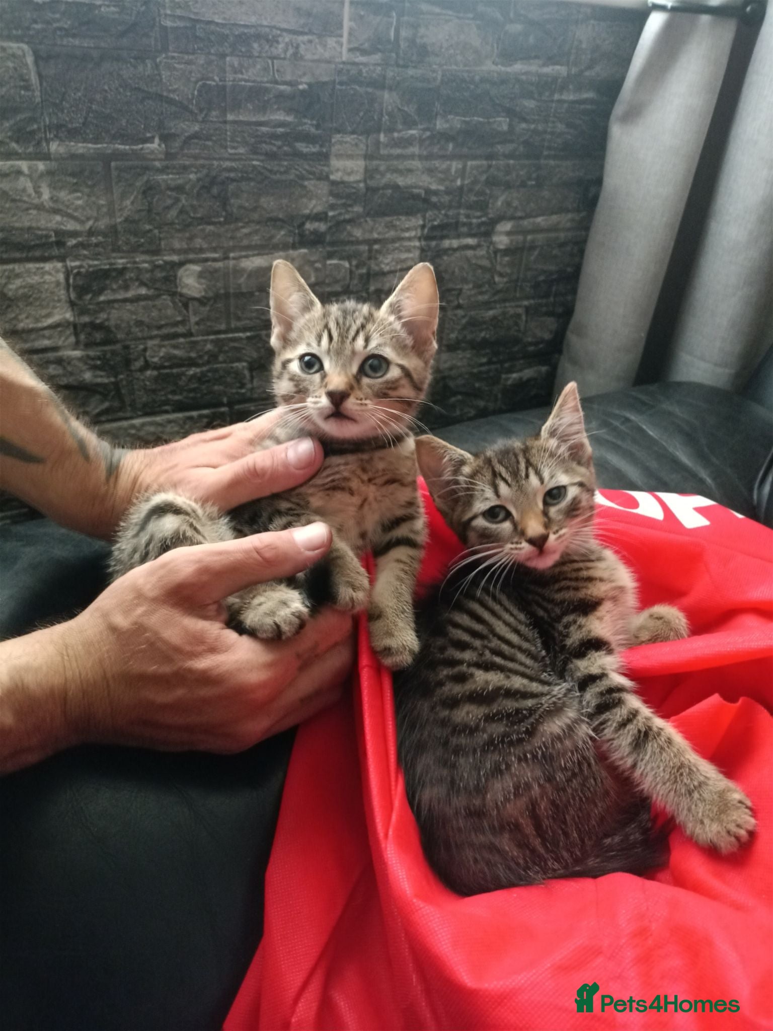 Mixed Breed cats 1 boy Kitten & 1 girl kitten left 😊 hand reared - Advert 18