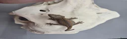 Gecko reptiles for sale: Red and orange striped gargoyle gecko  - Advert 2