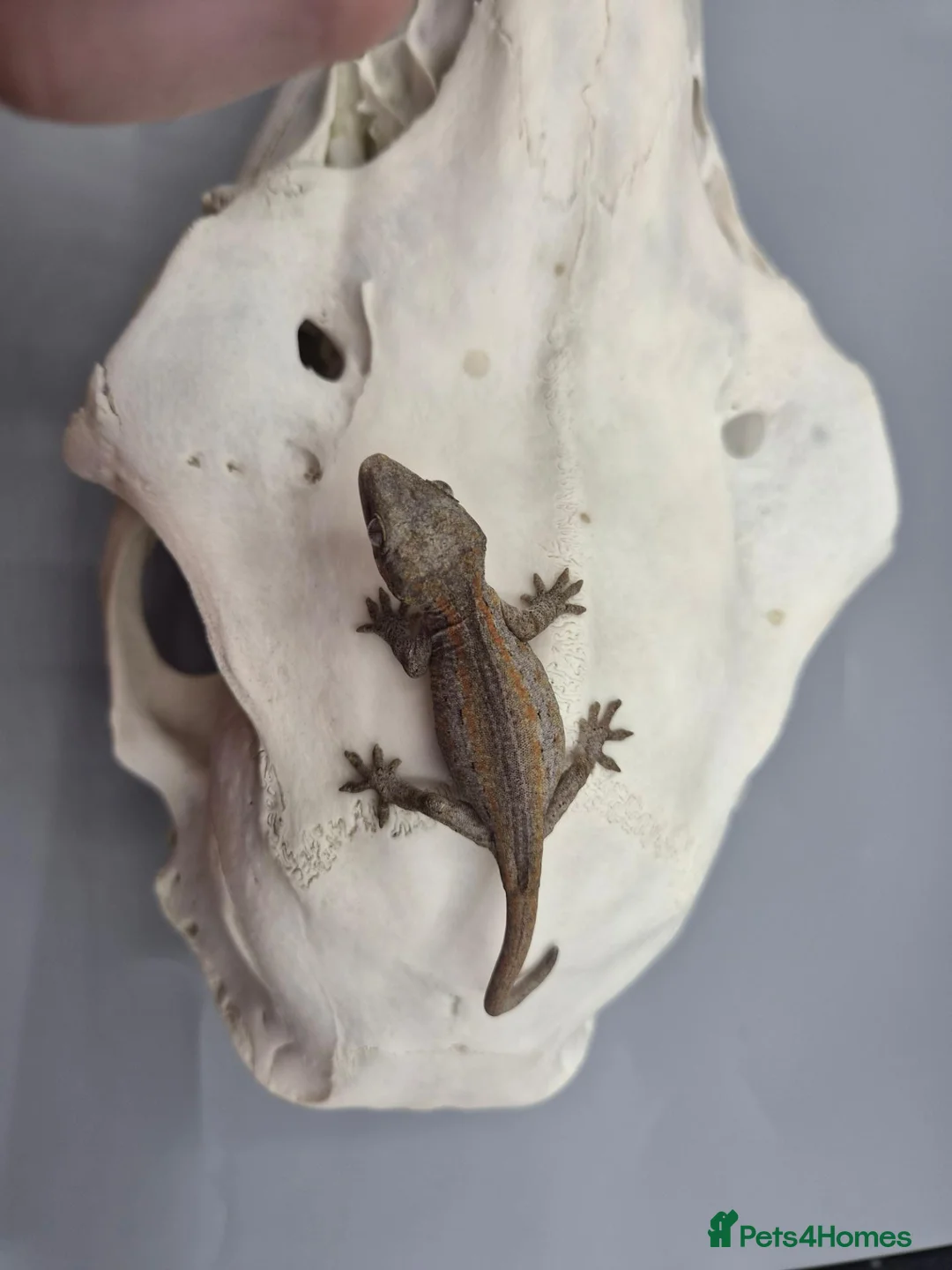 Gecko reptiles for sale: Red and orange striped gargoyle gecko  - Advert 2