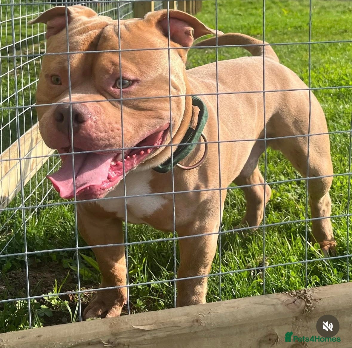 American Bully dogs Pocket Bully – Belfast - Advert 2