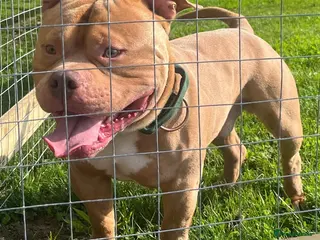 American Bully dogs Pocket Bully – Belfast - Advert 2