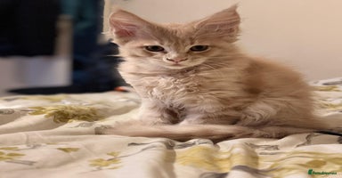 Maine Coon cats - Advert 8