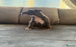 Staffordshire Bull Terrier dogs for sale: Beautiful Staffordshire bull terrier puppies  - Image 5