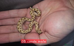 Snake reptiles for sale: Western Hognose Snakes  - Image 1