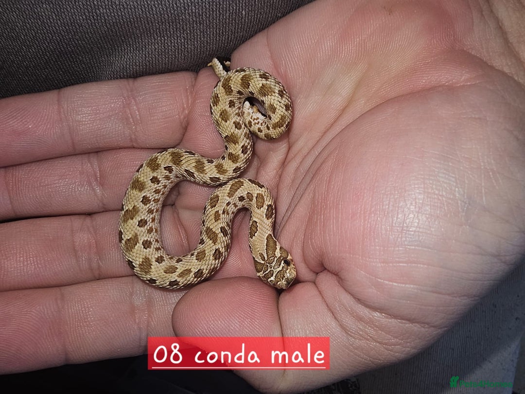 Snake reptiles for sale: Western Hognose Snakes  - Image 1