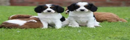 Cavapoo dogs for sale: Beautiful Cavapoo puppies for sale - Advert 20