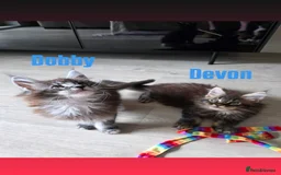 Maine Coon cats for sale: Affectionate Pure Breed Mainecoon Kittens - Image 7