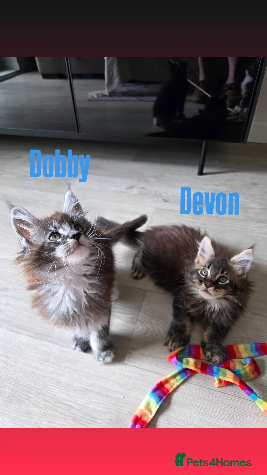 Maine Coon cats for sale: Affectionate Pure Breed Mainecoon Kittens - Image 7