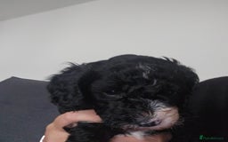 Cockapoo dogs for sale: Beautiful f2b cockapoos  - Image 10