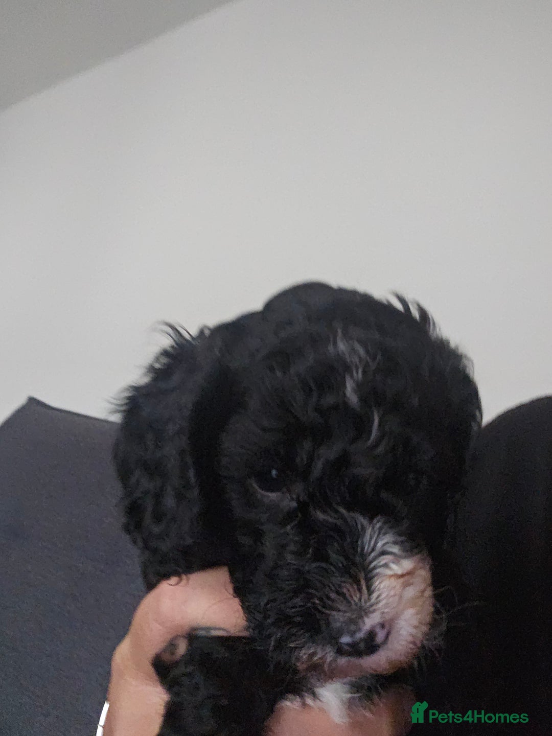 Cockapoo dogs for sale: Beautiful f2b cockapoos  - Image 10