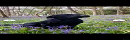 Labrador Retriever dogs for sale: Labrador puppies  - Advert 2