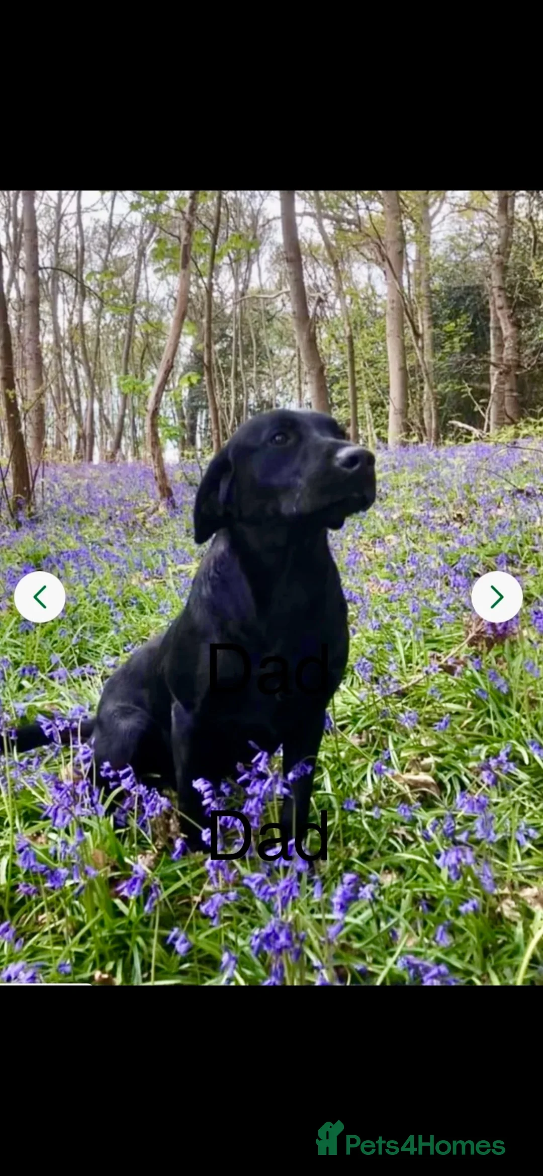 Labrador Retriever dogs for sale: Labrador puppies  - Advert 2
