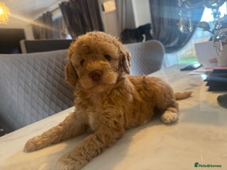 Cockapoo dogs x4 cockapoos puppies - Advert 17