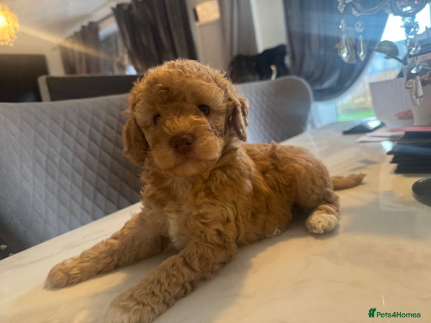 Cockapoo dogs x4 cockapoos puppies - Advert 14