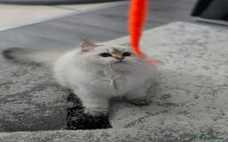 British Longhair cats for sale: Stunning Colour Point Girl - Advert 8