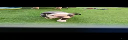 English Bulldog dogs for sale: 4 beautiful English bulldog puppies  - Advert 4