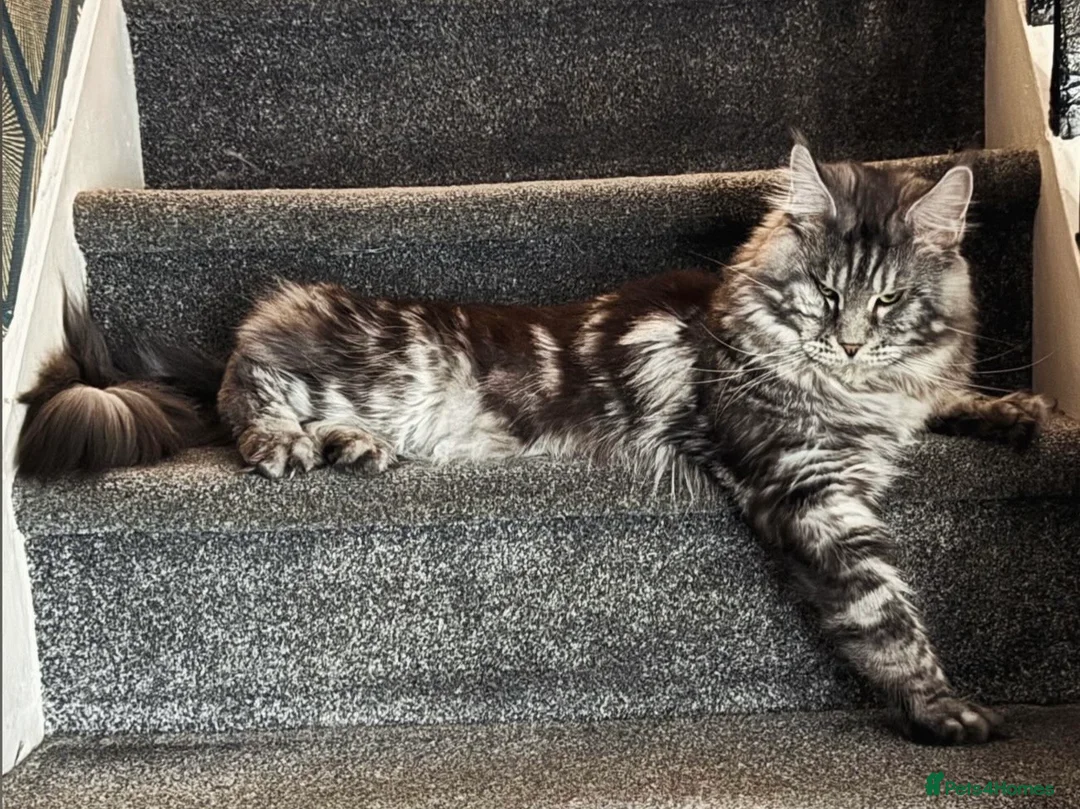 Maine Coon cats for sale: TICA registered Russian lineage Maine coon kittens - Advert 38