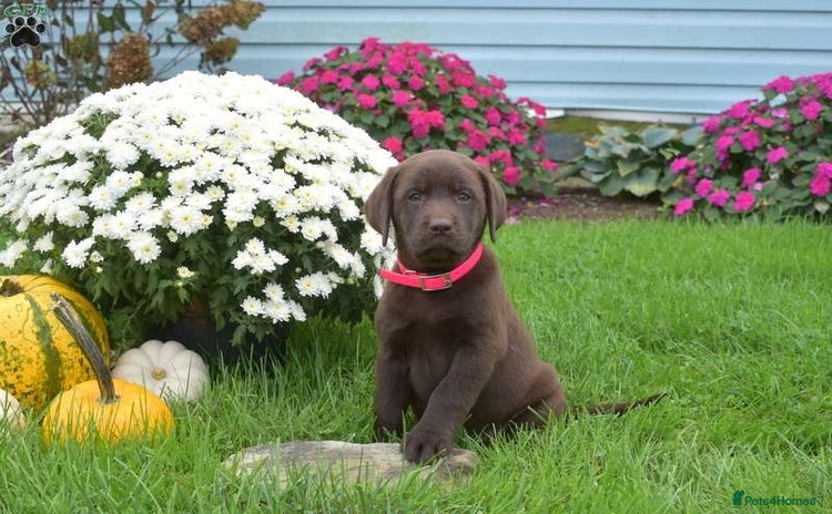 Labrador Retriever dogs - Advert 1