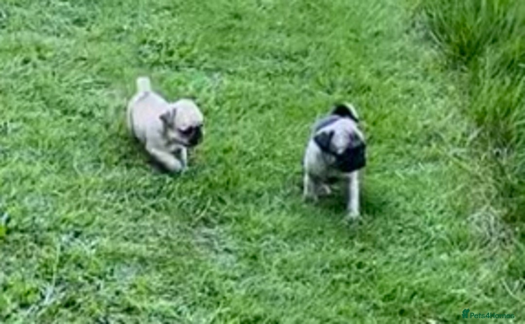 Pug dogs for sale: Pug puppy  - Image 4