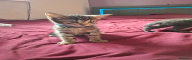Tabby male