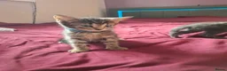 Mixed Breed cats for sale: Beautiful kittens looking for their forever homes - Advert 14