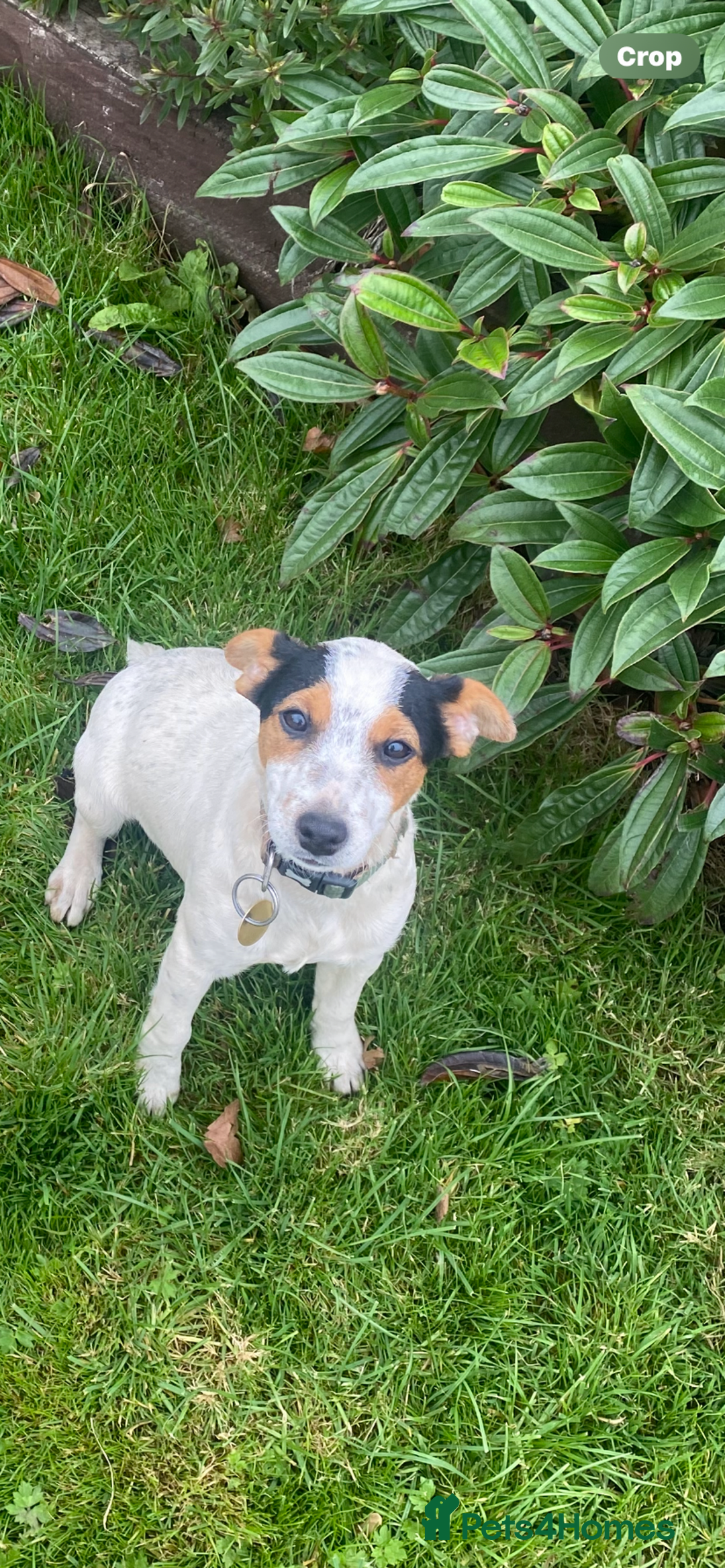 Jack Russell dogs for sale: 2 beautiful dogs for sale - Advert 3