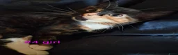 Mixed Breed cats for sale: Kittens  - Advert 5