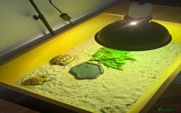 Tortoise reptiles for sale: Tortoise age 4 - Image 3