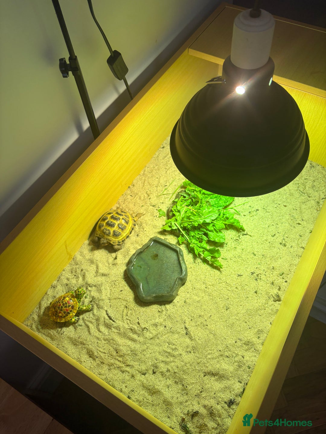 Tortoise reptiles for sale: Tortoise age 4 - Image 3
