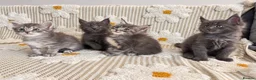 Maine Coon cats for sale: Tica Registered 5 Russian Mainecoon   - Advert 4