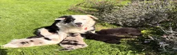 Border Collie dogs for sale: STUNNING BORDER COLLIE PUPS.  - Advert 5