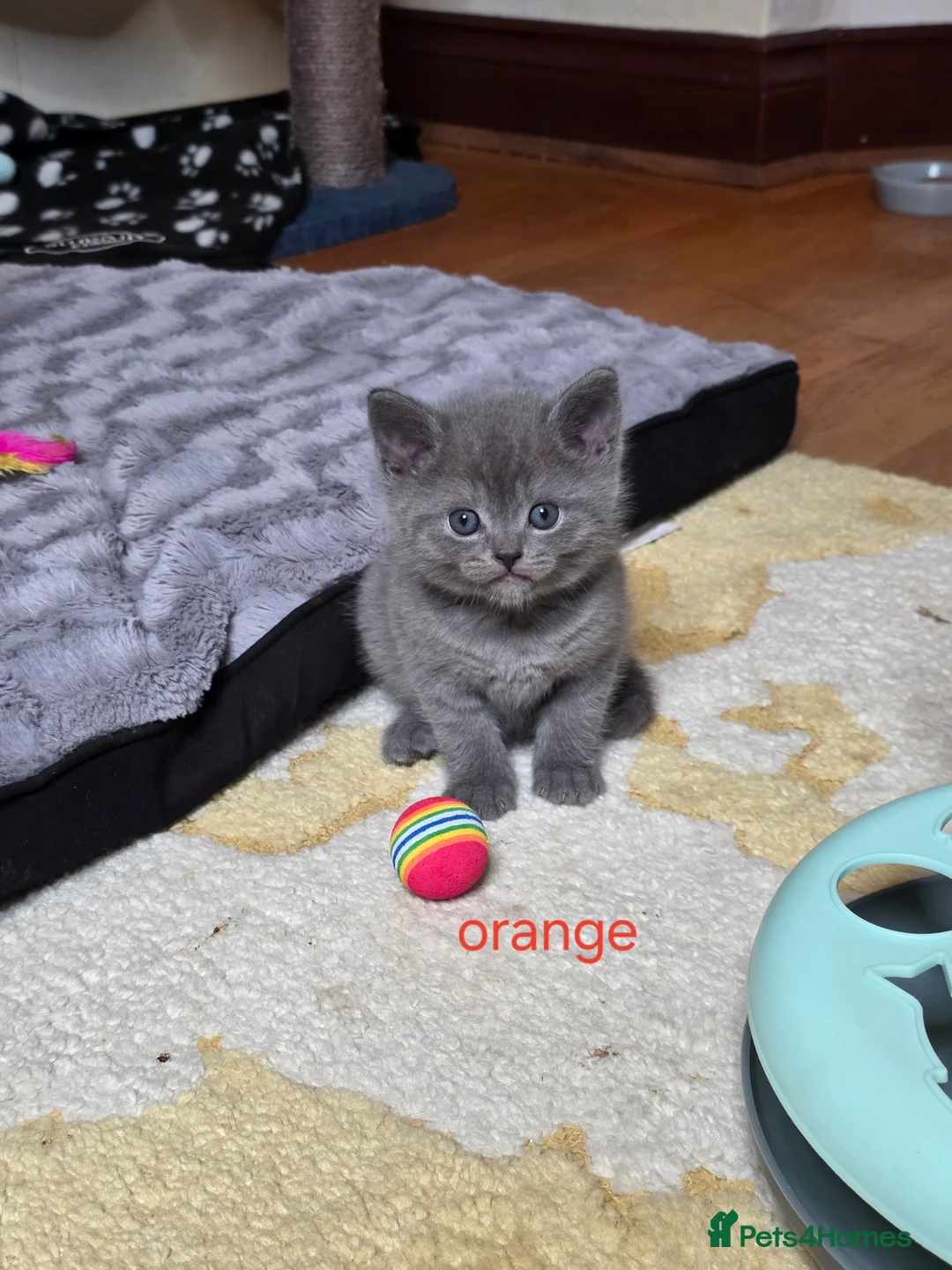 British Shorthair cats for sale: 🔥 Stunning British Shorthair Kittens to Reserve - Advert 9