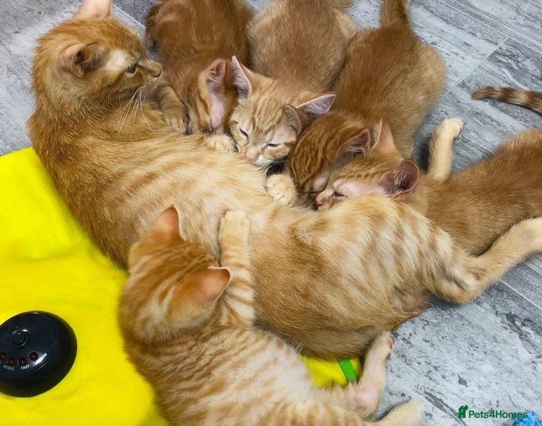 Mixed Breed cats for sale: LOVELY KITTENS  - Advert 18