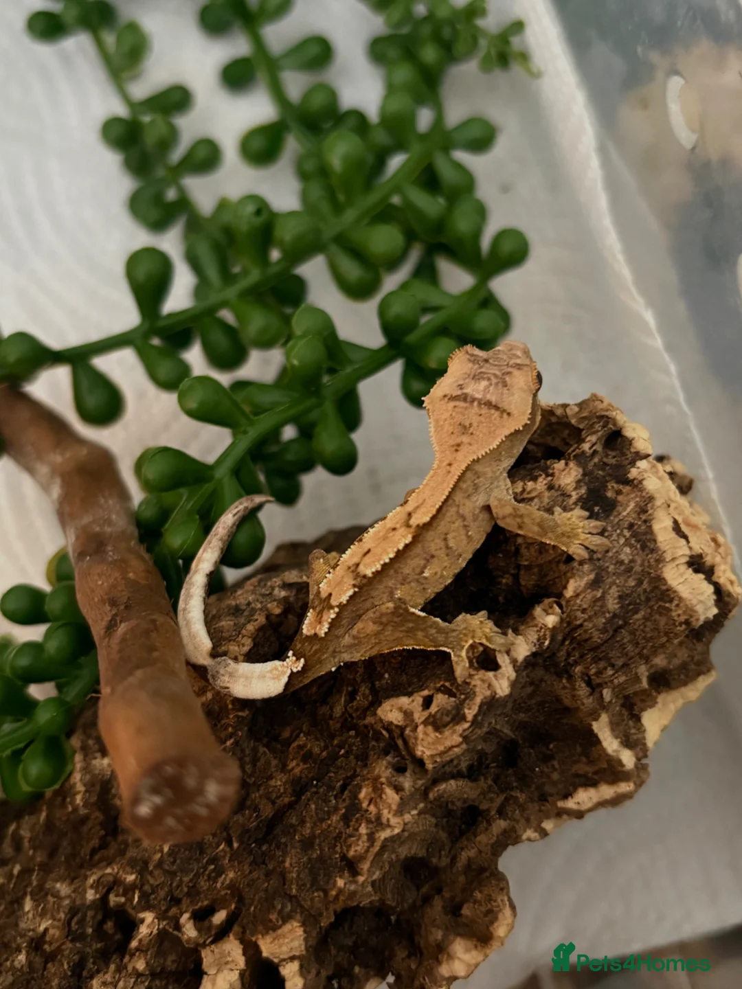 Gecko reptiles for sale: 🦎Crested geckos available mixed morphs🦎 in Birmingham - Advert 5