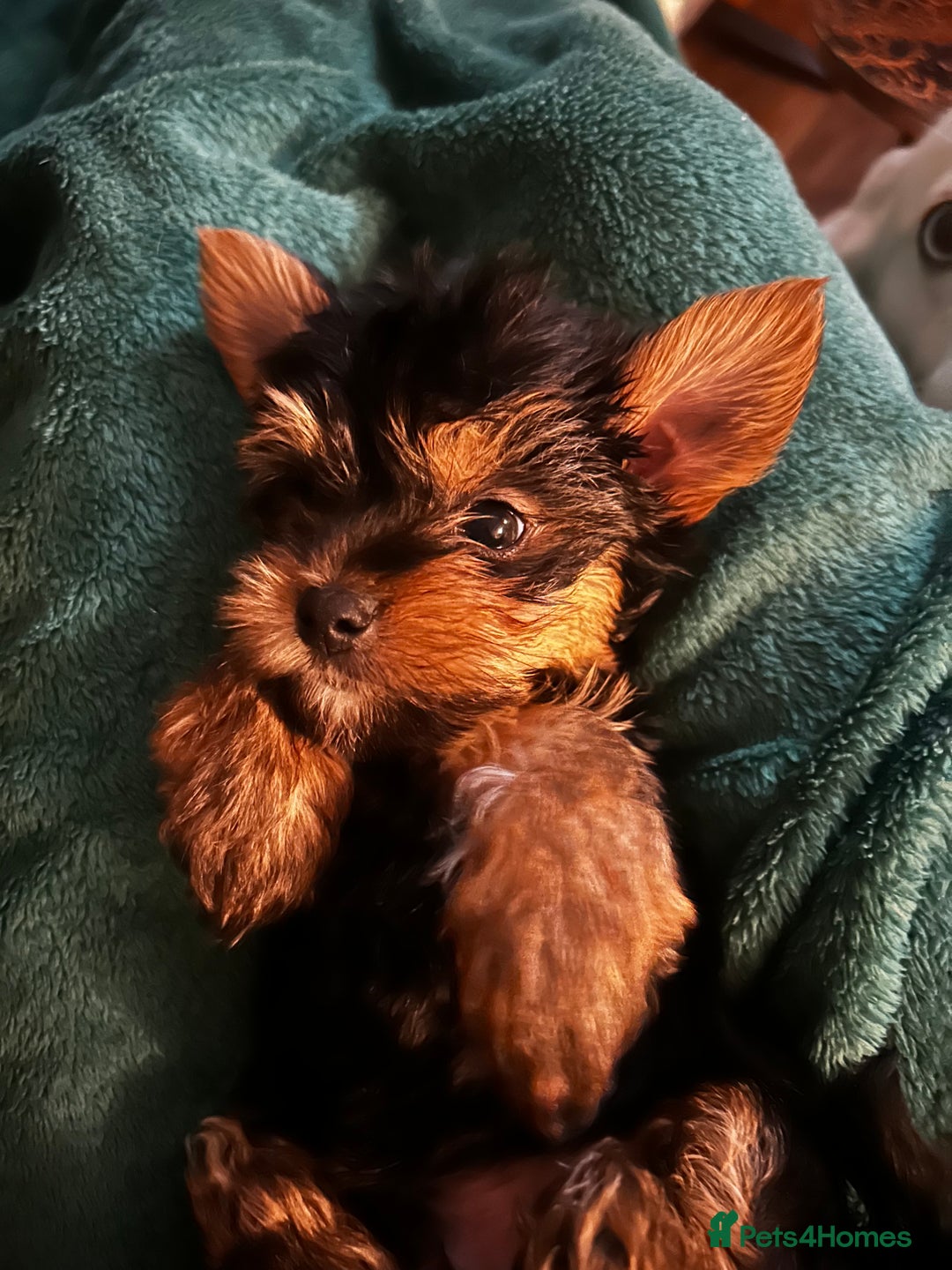 Yorkshire Terrier dogs for sale: 3 miniature Yorkshire terrier boys - Image 3