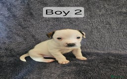 Jack Russell dogs for sale: Jack Russell puppies  - Image 6